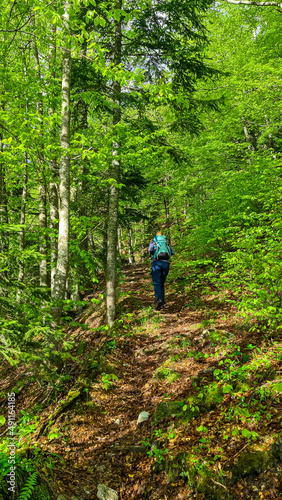 Woman on a hiking trail in the lush green dense forest in the Karawanks in Carinthia, Austria. Borders between Austria, Slovenia, Italy. Triglav National Park. Woodlands, wanderlust. Breathing, fresh