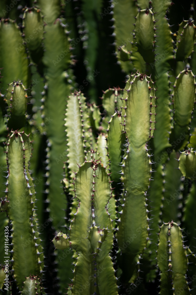 Cactus backdround, cacti design or cactaceae pattern. Cactus backdround, cacti design or cactaceae pattern.