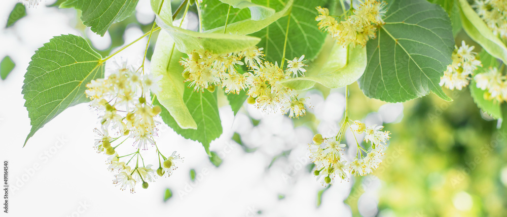 Spring banner background with Linden tree flowers clusters tilia cordata, europea, small-leaved lime, littleleaf linden bloom. Pharmacy, apothecary, natural medicine, healing herbal tea, aromatherapy - obrazy, fototapety, plakaty 