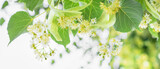 Spring banner background with Linden tree flowers clusters tilia cordata, europea, small-leaved lime, littleleaf linden bloom. Pharmacy, apothecary, natural medicine, healing herbal tea, aromatherapy