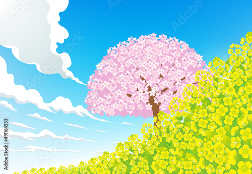 菜の花の土手に咲く桜の木