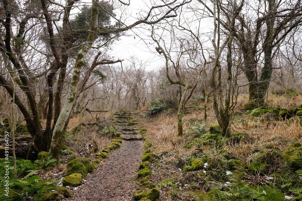 dreary winter forest with path dreary winter forest with path