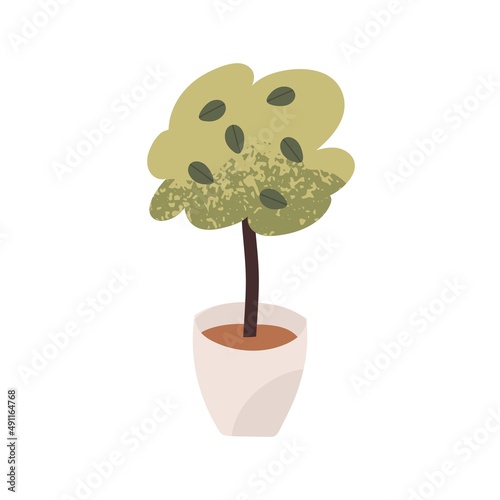 Green plant growing in pot. Leaf houseplant in floor planter. Home and office...