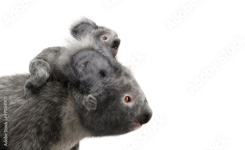 Photography Koala bear with its baby on back