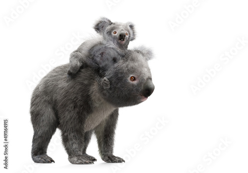 Photography Koala bear with its baby on back