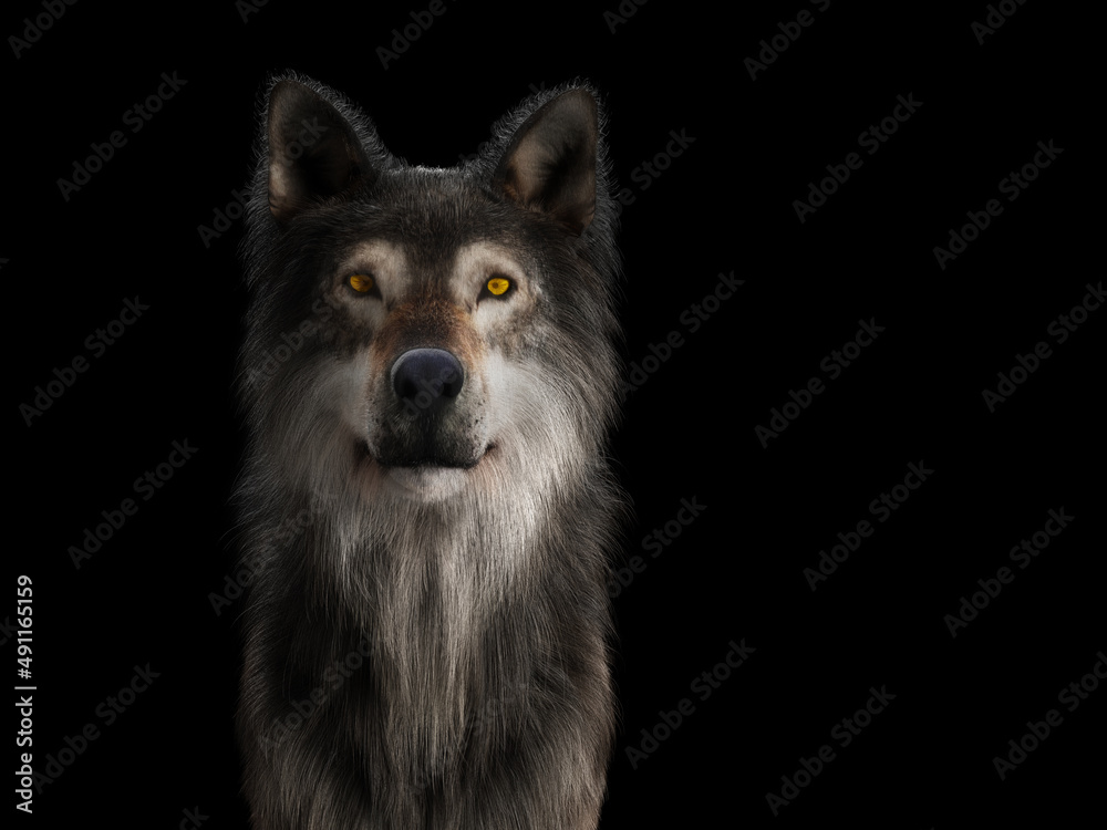 Wolf portrait on black Wolf portrait on black
