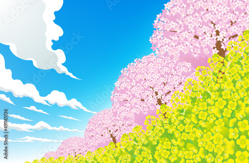 菜の花の土手に咲く桜並木
