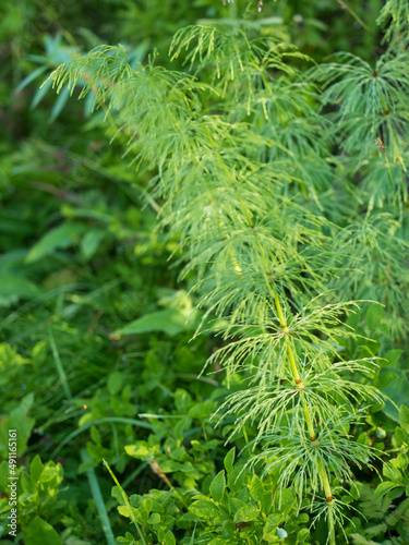 Close up equisetum arvense, field horsetail with dew or rain drops, selective focus, natural green bokeh background