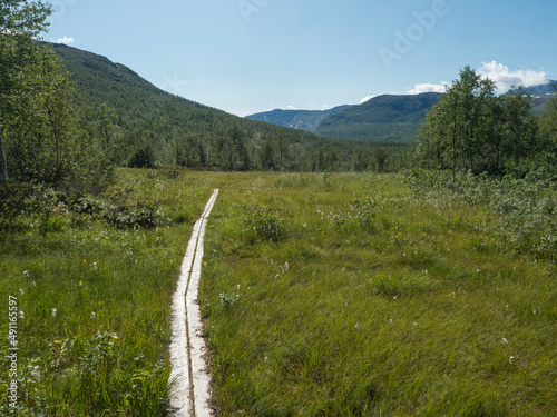 Duckboard pathway in northern artic landscape, tundra in Swedish Lapland with green hills, mountains and birch trees at Padjelantaleden hiking trail. Summer day, blue sky, white clouds