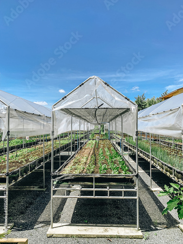 Roof trusses in an organically grown hydroponics vegetable farm. © nopphadol