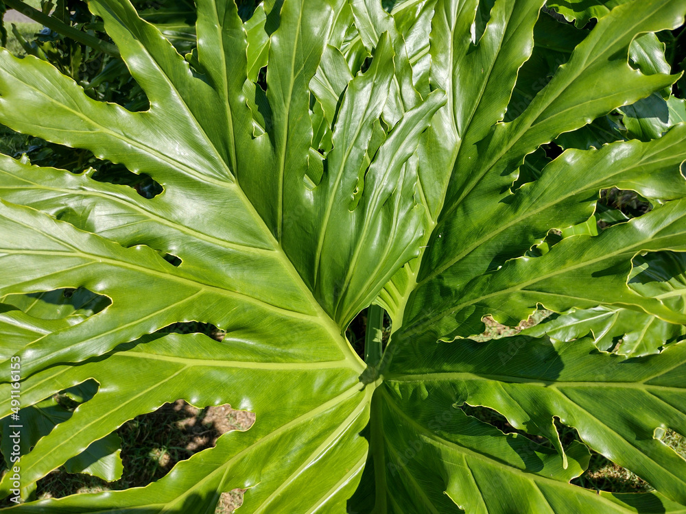 Obraz premium green leaves background