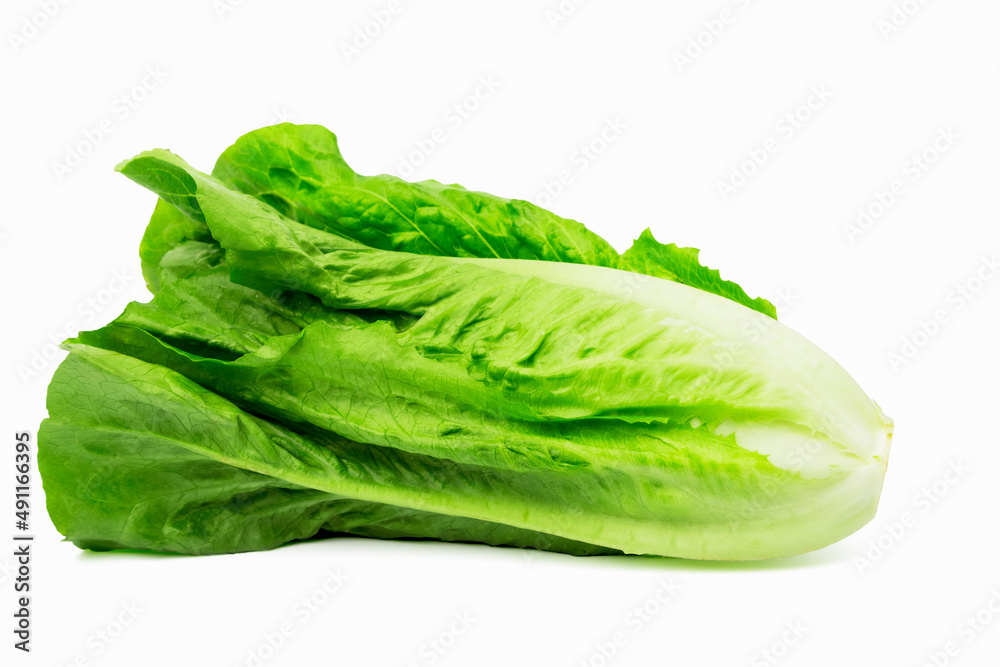fresh green lettuce, high in nutrients Helps nourish the eyes to have a bright glow. isolated on white background. fresh green lettuce, high in nutrients Helps nourish the eyes to have a bright glow. isolated on white background.