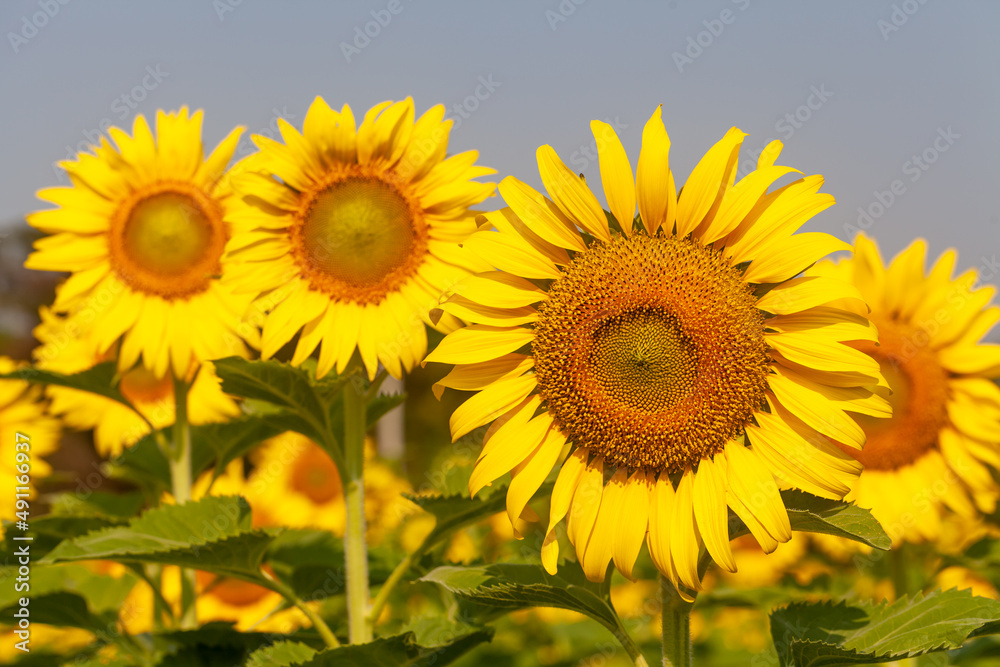 roll of sunflower in field with selective  focus
