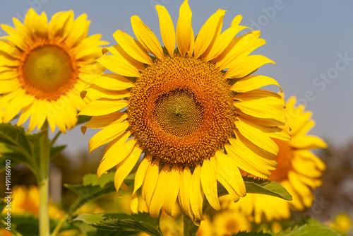roll of sunflower in field with selective focus © BigKhem