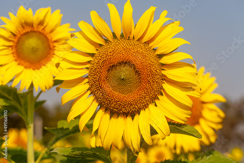 roll of sunflower in field with selective  focus