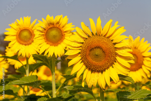 roll of sunflower in field with selective focus