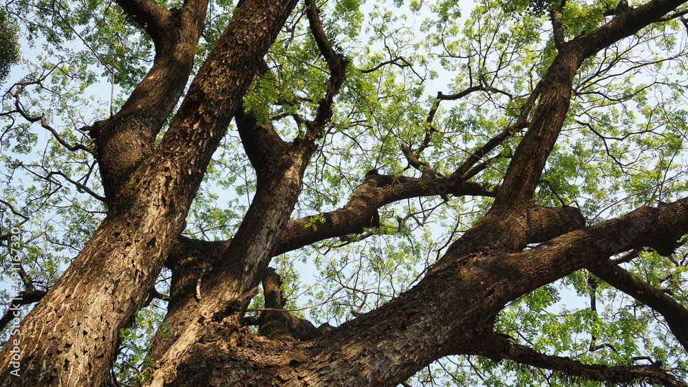 tree in the forest