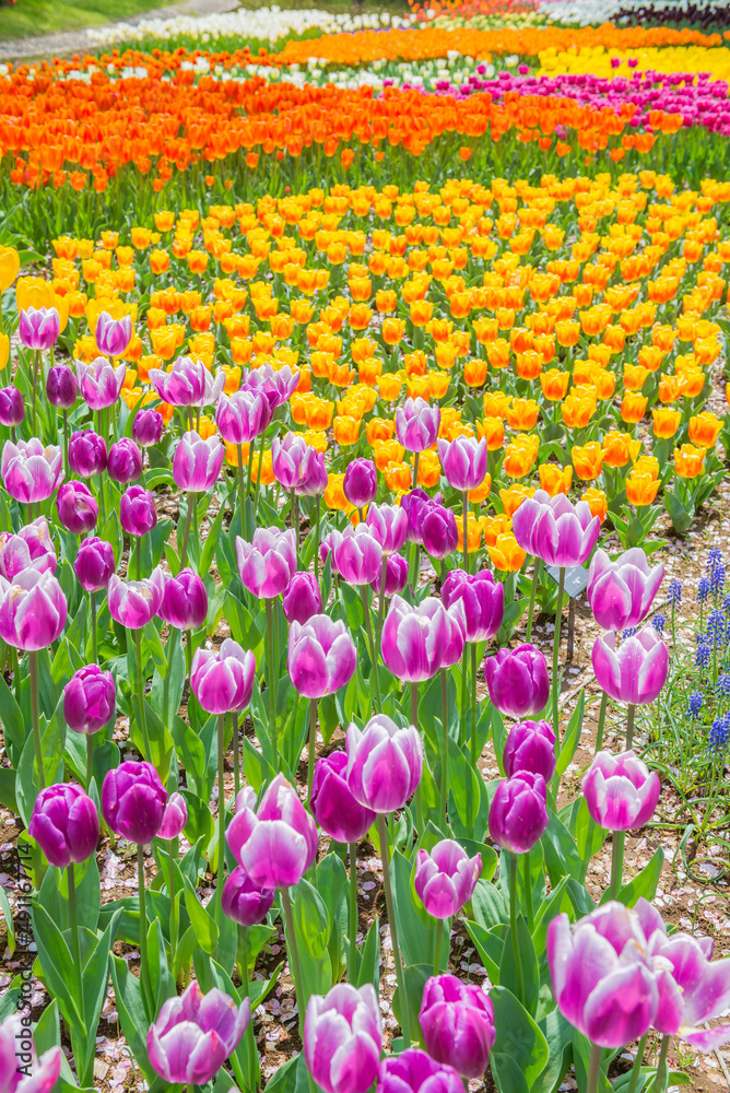 チューリップ　チューリップ畑　花　花壇