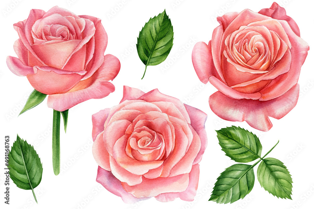 Set of elements, roses greeting card watercolor Stock Illustration ...