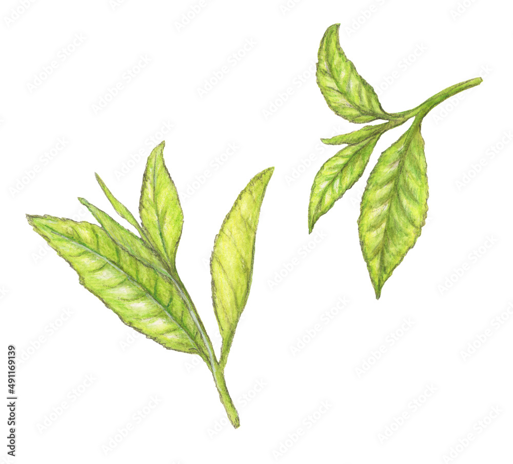 お茶の葉 茶葉 手描き お茶の葉 茶葉 手描き
