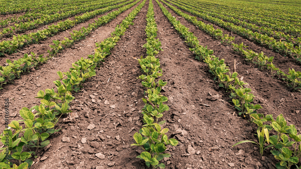 Rows of soybean crops in diminishing perspective Rows of soybean crops in diminishing perspective