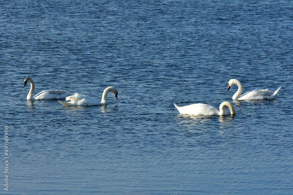 white swans float on the river