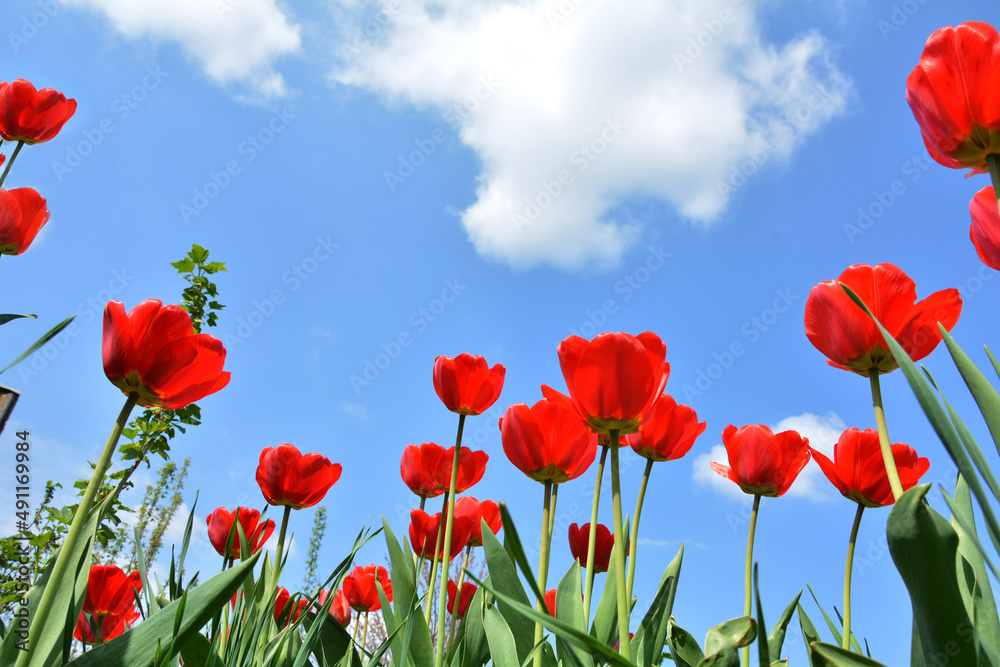 red tulips on a background of blue sky