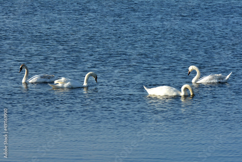 white swans float on the river