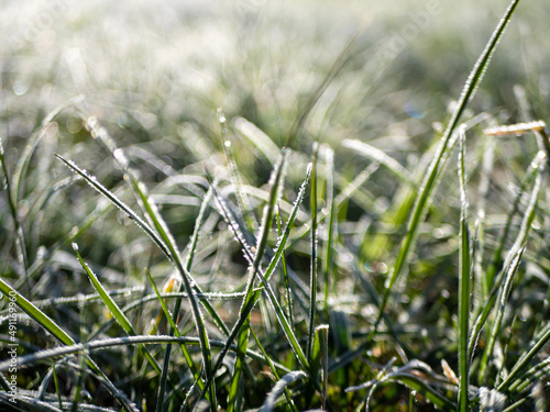 Gras mit Frost am früheren Morgen © Animaflora PicsStock