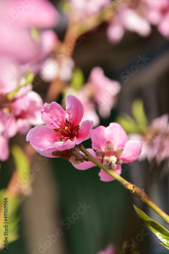 pink peach blossom on wood background