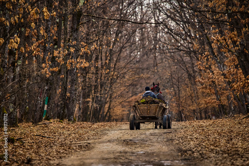 a cart with tree roots on a forest road