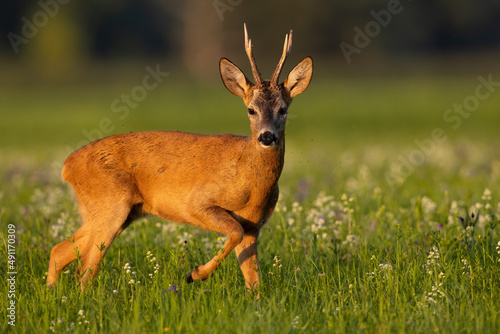 Roe deer, capreolus capreolus, looking to the camera in flowers in summer. Roebuck standing on grass in summertime. Antlered animal walking on meadow from side.