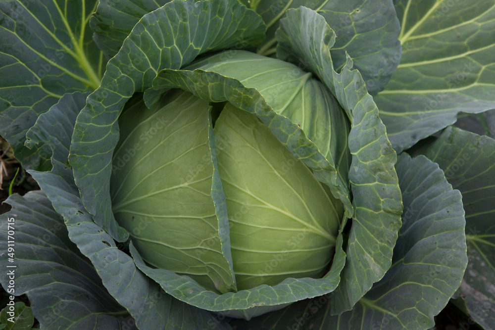 Obraz premium Organic farming of fresh green cabbage plantation. vegetarian cabbage on the field ready to harvest and salad. Natural Agriculture Background view.