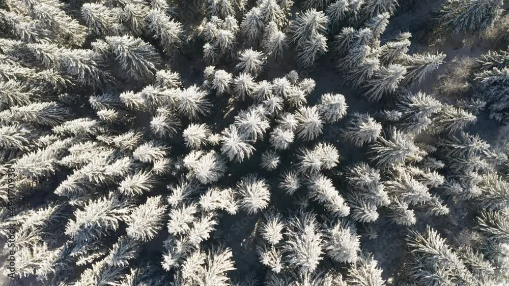 Fantastic wintry forest and frozen Christmas trees from a bird's eye view. Filmed in 4k, drone video. Fantastic wintry forest and frozen Christmas trees from a bird's eye view. Filmed in 4k, drone video.