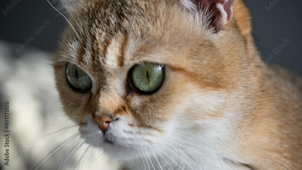 red cat muzzle with green eyes