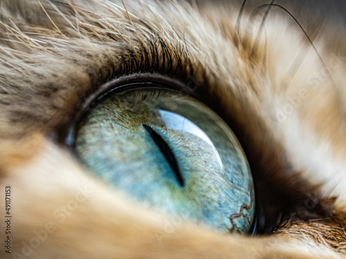 cat's eye macro, space in the eyes of a cat