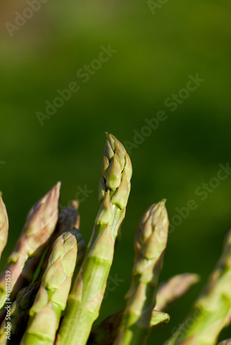 Spears of Fresh green asparagus in the sun, copy space for text