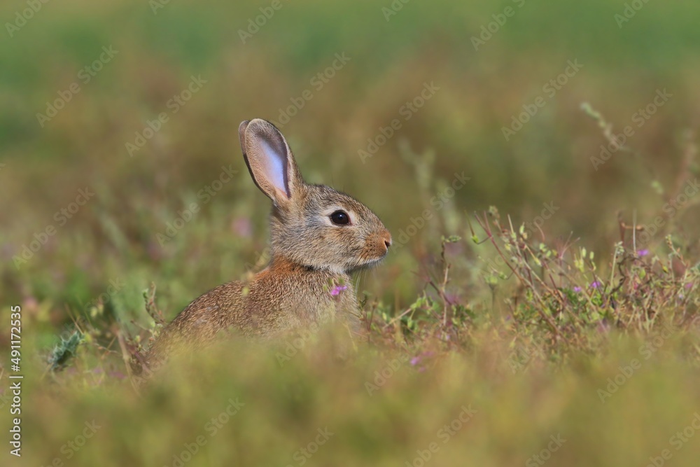 Fototapeta premium Young European rabbit in the nature habitat. Oryctolagus cuniculus. Wildlife scene from nature. Portrait of a European rabbit.
