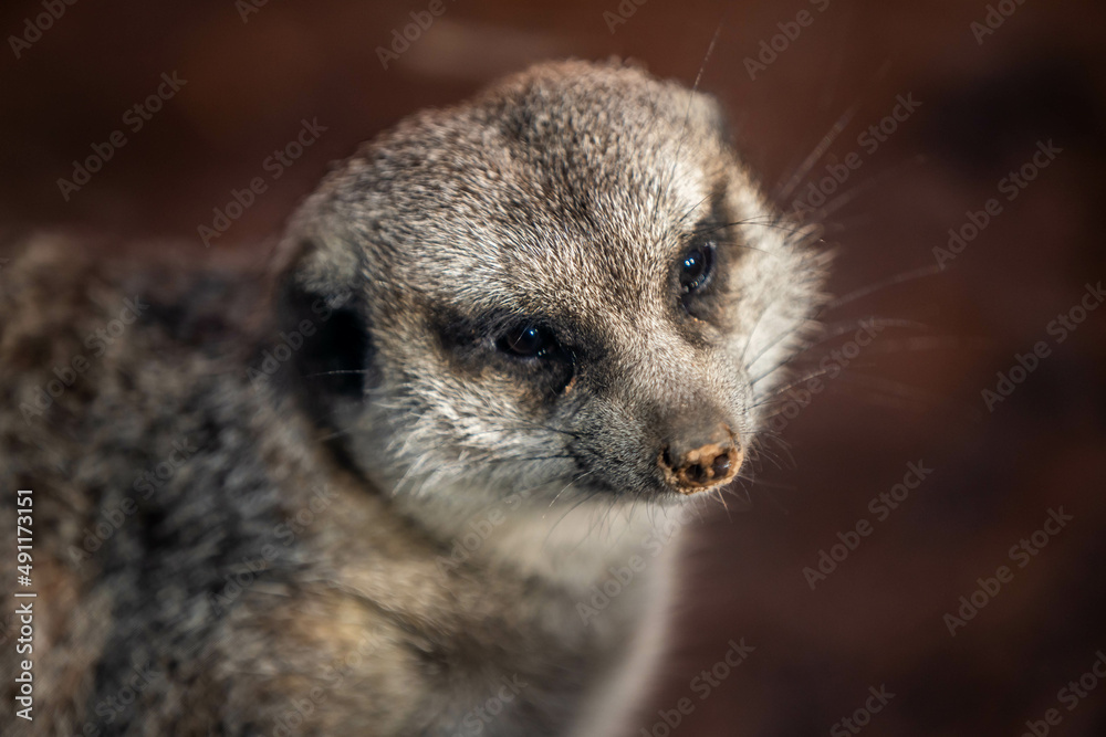 Fototapeta premium A pointed snout meerkat in Tucson, Arizona