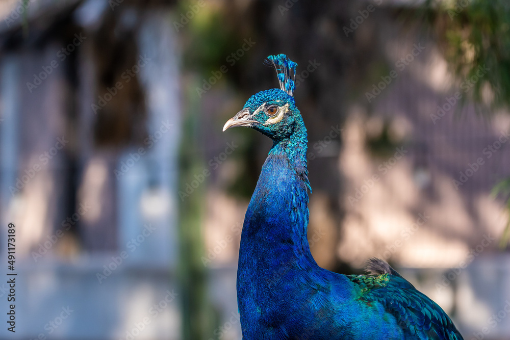 A blue and green peacock in Tucson, Arizona A blue and green peacock in Tucson, Arizona