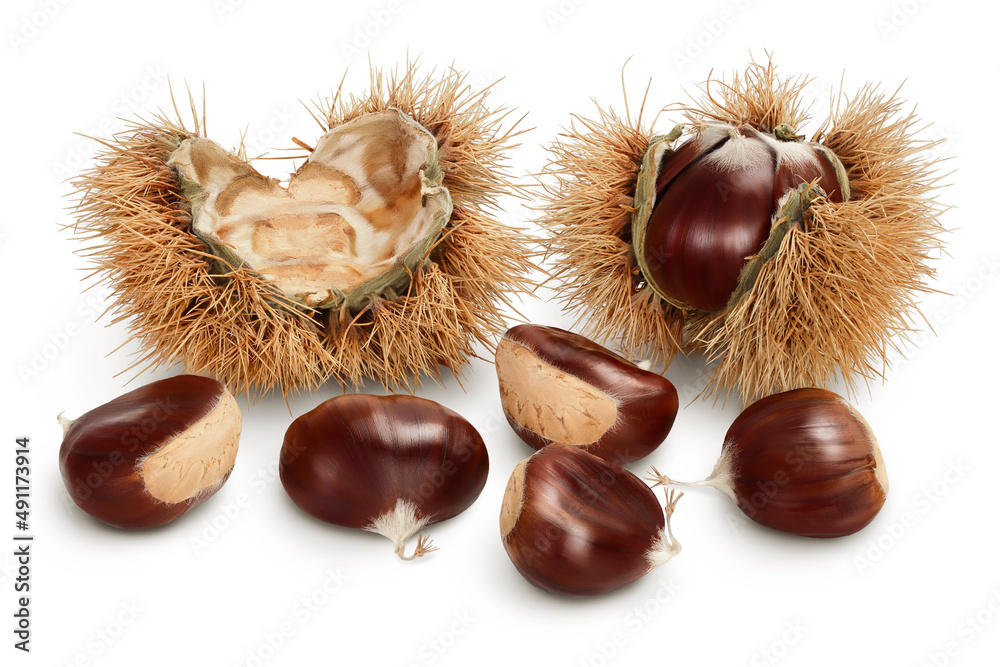 opened sweet chestnut in its spiky husk isolated on white opened sweet chestnut in its spiky husk isolated on white