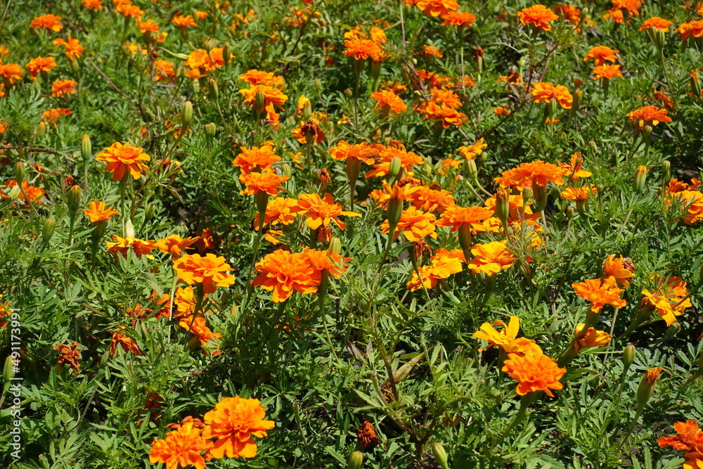 Summer flowers - orange Tagetes patula in full bloom in July