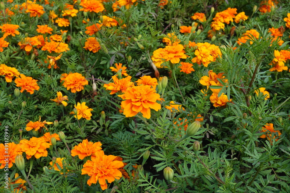 Tender orange flowers of Tagetes patula in July