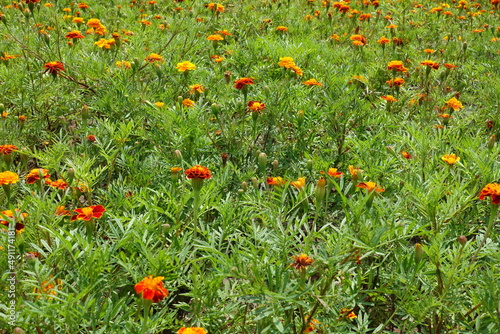 Numerous red and yellow flower heads of Tagetes patula in mid July