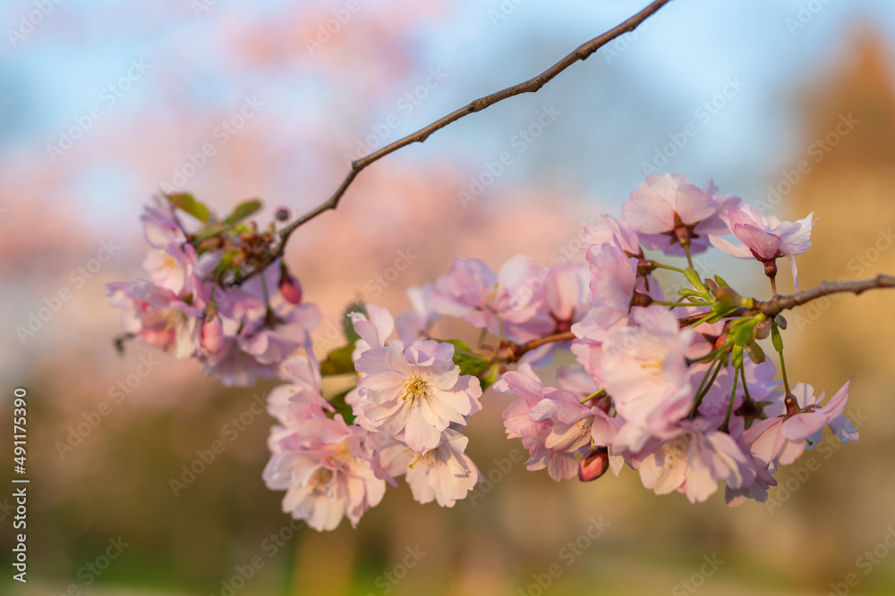 Close up photo of pink blooming Sakura tree in Tallinn Snelli park on a sunny spring evening. Blooming branch close up. Tallinn, Estonia. Selective focus, blurred background.