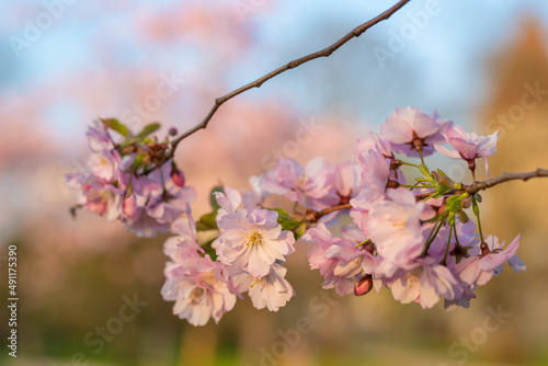 Close up photo of pink blooming Sakura tree in Tallinn Snelli park on a sunny spring evening. Blooming branch close up. Tallinn, Estonia. Selective focus, blurred background. © Aimur