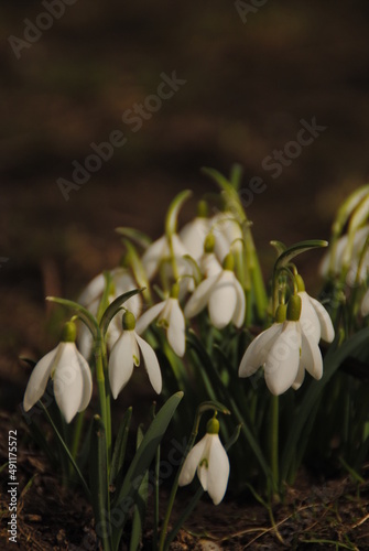 snowdrop flowers in spring