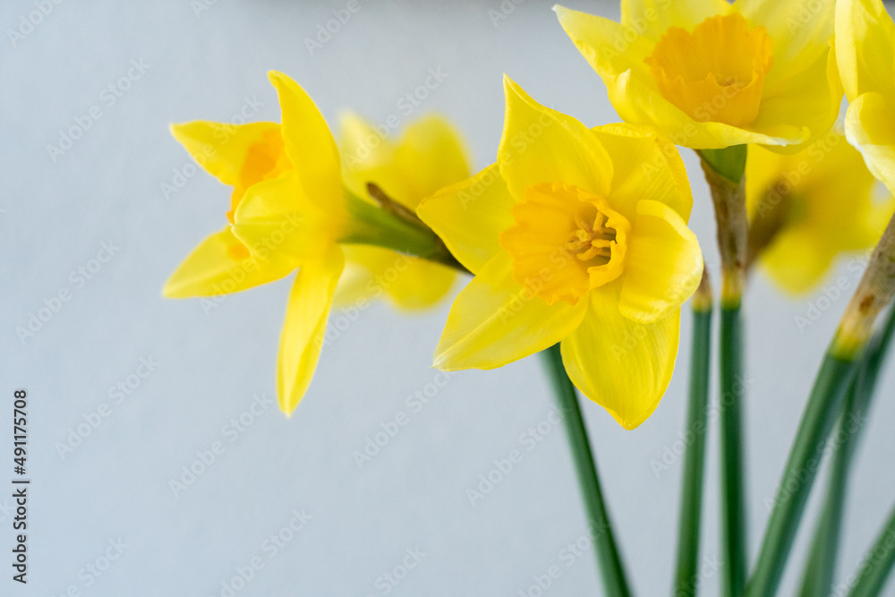 gelbe Narzisse isoliert auf weiss gelbe Narzisse isoliert auf weiss
