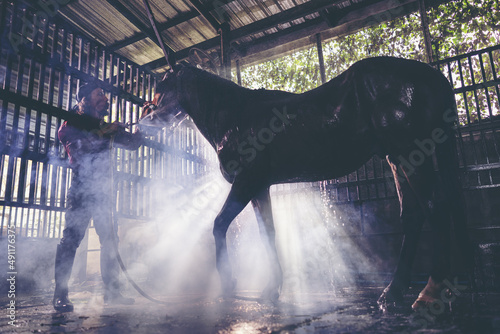 Portrait of a horse in a water spray. Showering the horses at the stable A brown horse is bathing.