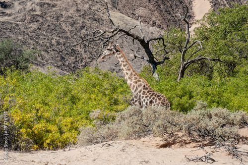 Impression of an Angolan Giraffe - Giraffa giraffa angolensis - wandering through the desert in north western  Namibia.